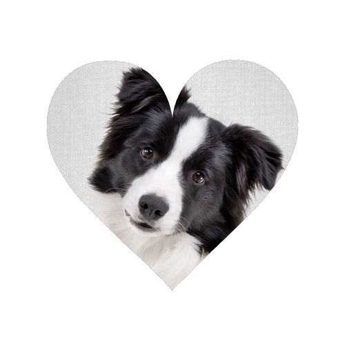 Border Collie - Colorful - Magnet by Gal Design