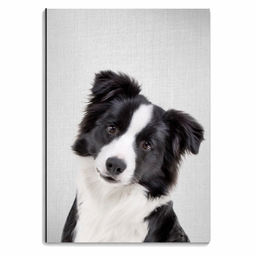 Border Collie - Colorful - personalised A4, A5, A6 notebook by Gal Design