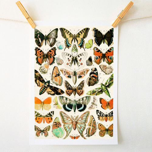 Butterflies Collection - A1 - A4 art print by Gal Design