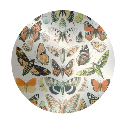 Butterflies Collection - Circle Sticker by Gal Design