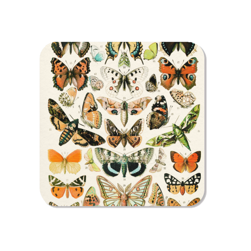 Butterflies Collection - Magnet by Gal Design