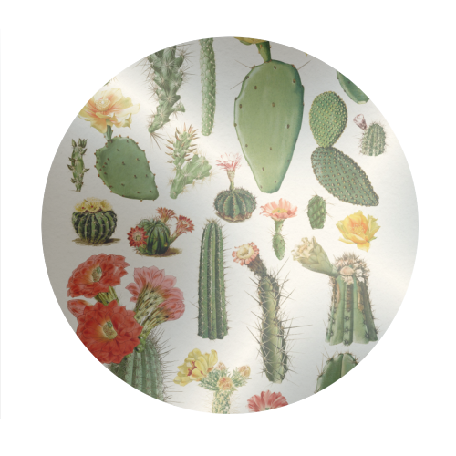 Cacti Collection - Circle Sticker by Gal Design