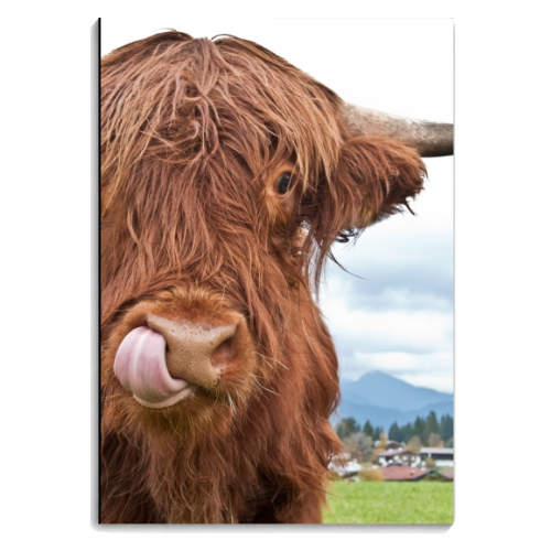 Cute Highland Cow #1 #wall #art - personalised A4, A5, A6 notebook by Anita Bella Jantz