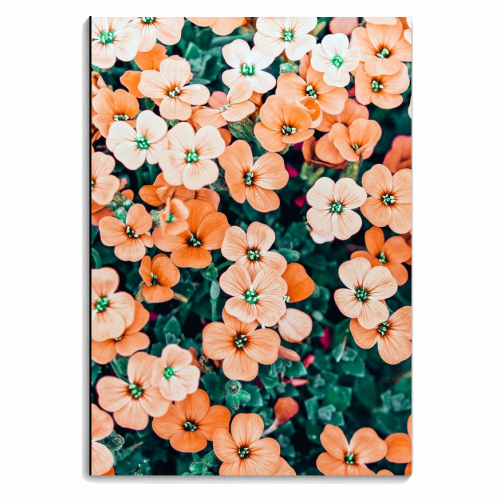 Floral Bliss, Nature Photography Garden Meadow, Blush Orange Coral Summer Flowers Botanical - personalised A4, A5, A6 notebook by Uma Prabhakar Gokhale