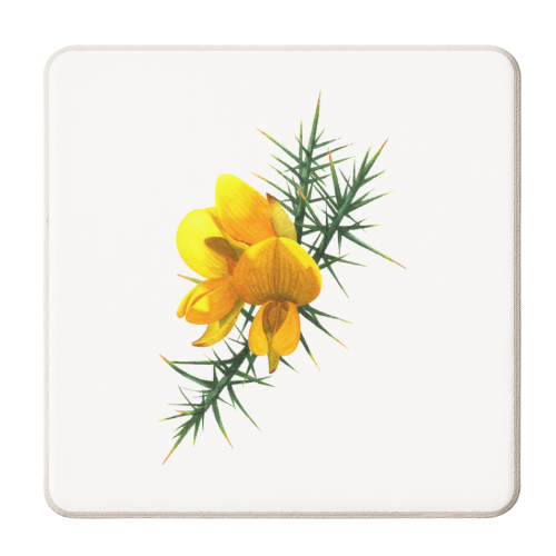 Gorse Flowers - personalised beer coaster by She Walks She Paints