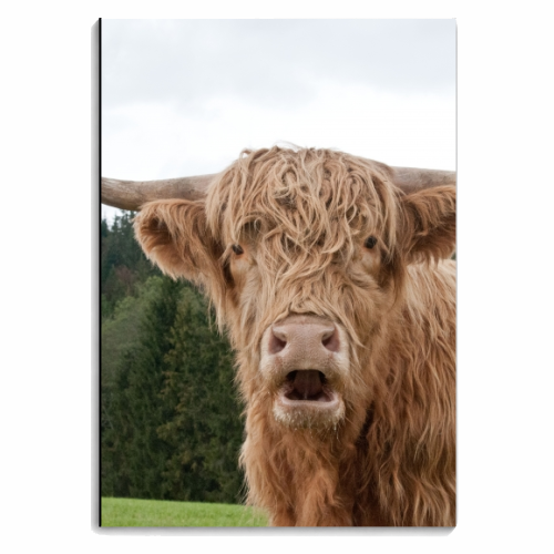 Highland Cow #1 #wall #art - personalised A4, A5, A6 notebook by Anita Bella Jantz