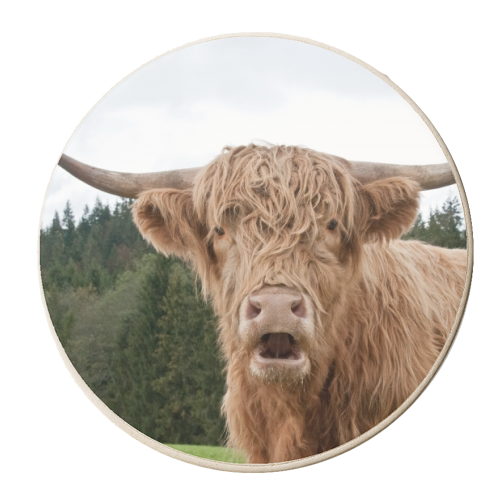 Highland Cow #1 #wall #art - personalised beer coaster by Anita Bella Jantz