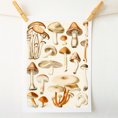 Mushrooms Collection - A1 - A4 art print by Gal Design