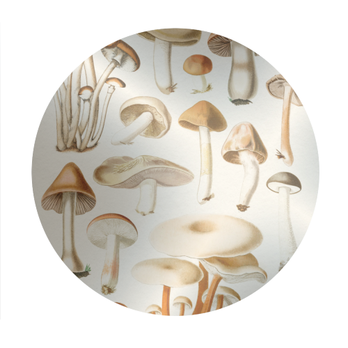 Mushrooms Collection - Circle Sticker by Gal Design