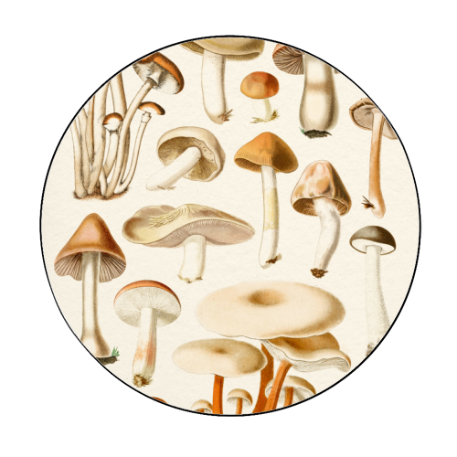 Mushrooms Collection - Circle Sticker by Gal Design