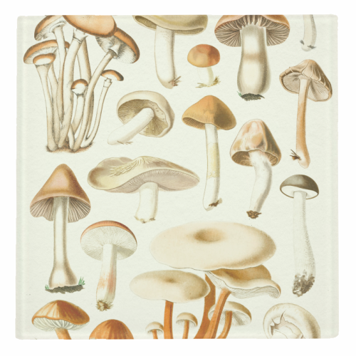 Mushrooms Collection - personalised beer coaster by Gal Design