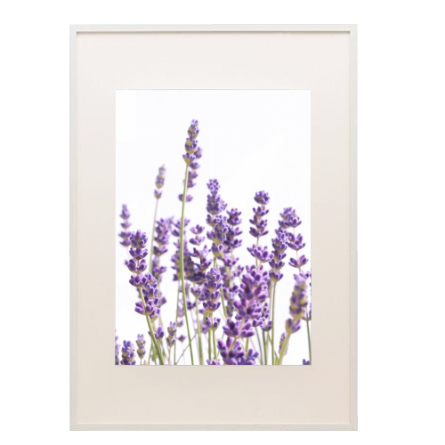 Purple Lavender #1 #decor #art - framed poster print by Anita Bella Jantz