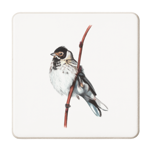 Reed Bunting - personalised beer coaster by She Walks She Paints
