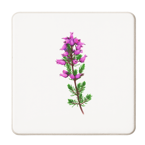 Scottish Bell Heather - personalised beer coaster by She Walks She Paints