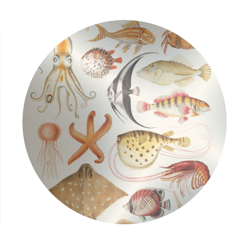 Sea Life Collection - Circle Sticker by Gal Design