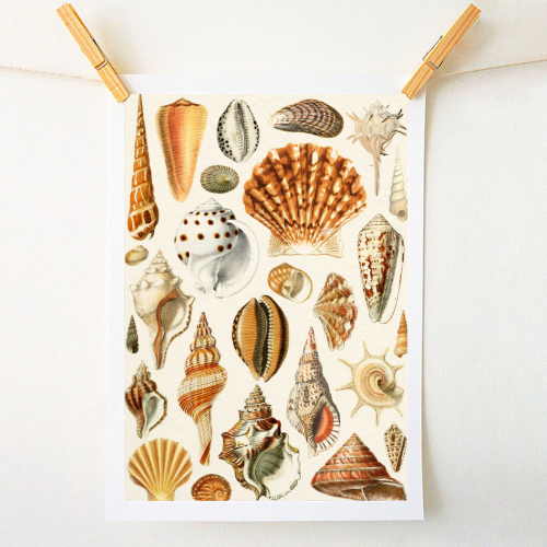 Seashells Collection - A1 - A4 art print by Gal Design