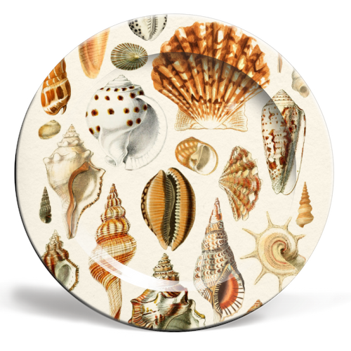 Seashells Collection - ceramic dinner plate by Gal Design