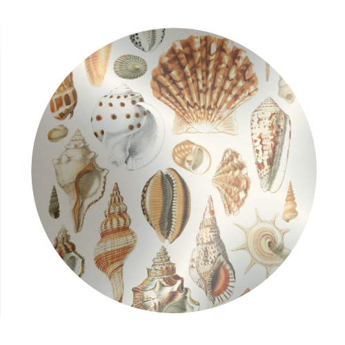 Seashells Collection - Circle Sticker by Gal Design
