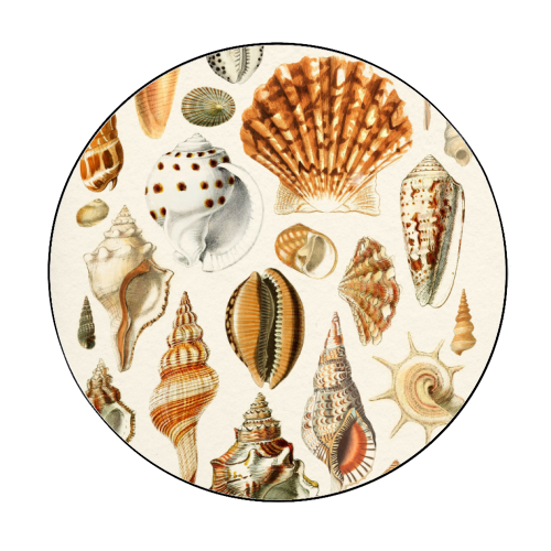 Seashells Collection - Circle Sticker by Gal Design