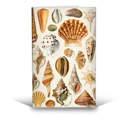 Seashells Collection - funny greeting card by Gal Design
