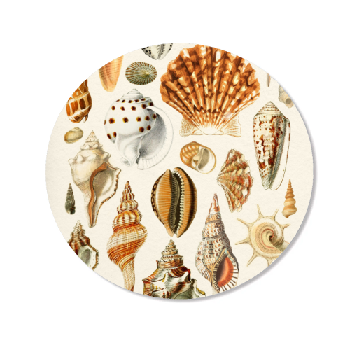Seashells Collection - Magnet by Gal Design