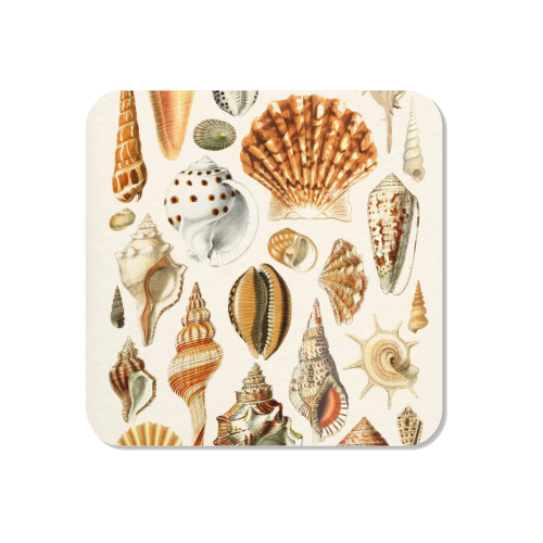 Seashells Collection - Magnet by Gal Design
