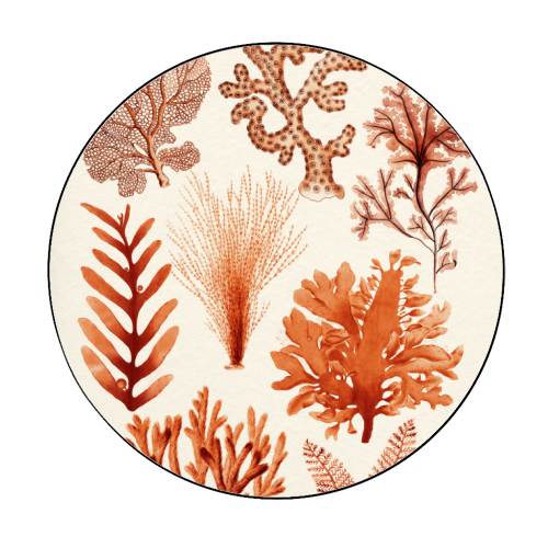 Seaweed & Corals Collection - Circle Sticker by Gal Design