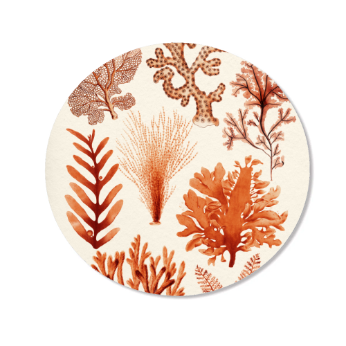 Seaweed & Corals Collection - Magnet by Gal Design