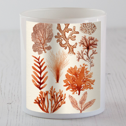 Seaweed & Corals Collection - scented candle by Gal Design