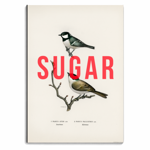 SUGAR - personalised A4, A5, A6 notebook by The 13 Prints
