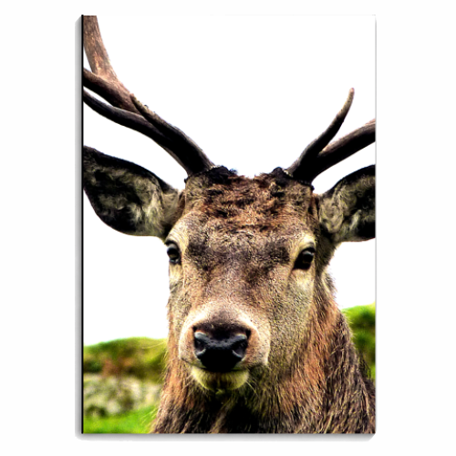 The Highland Stag - personalised A4, A5, A6 notebook by Made in the highlands