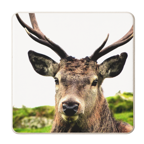 The Highland Stag - personalised beer coaster by Made in the highlands