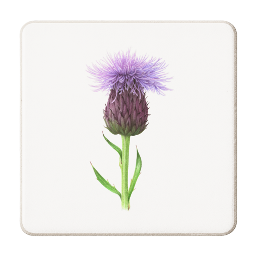 Thistle - personalised beer coaster by She Walks She Paints