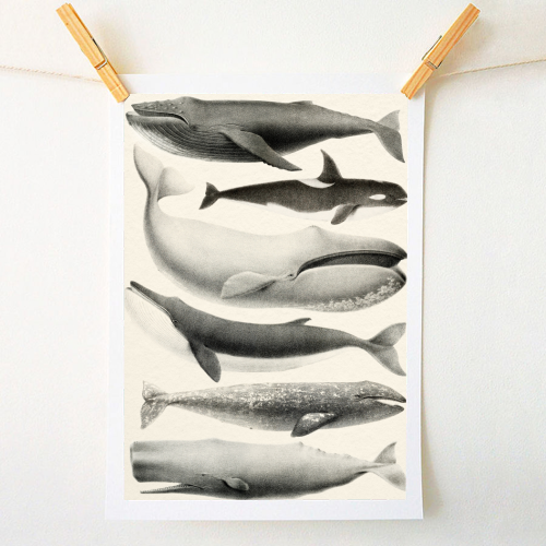 Whales Collection - A1 - A4 art print by Gal Design