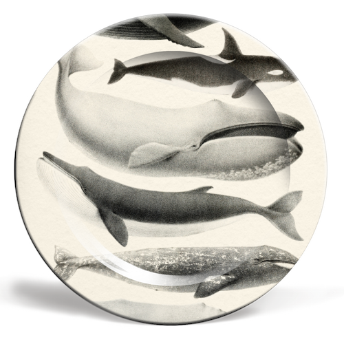 Whales Collection - ceramic dinner plate by Gal Design