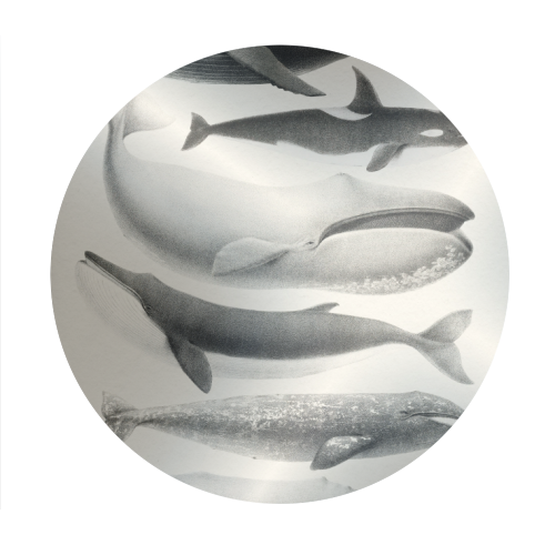 Whales Collection - Circle Sticker by Gal Design
