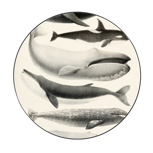 Whales Collection - Circle Sticker by Gal Design