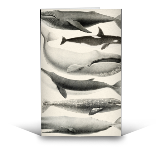 Whales Collection - funny greeting card by Gal Design