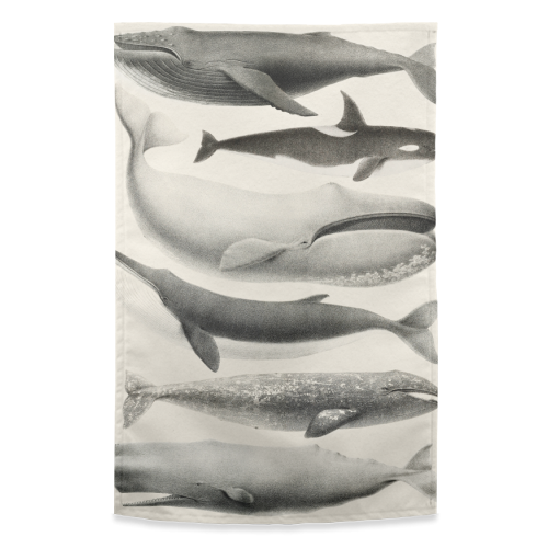 Whales Collection - funny tea towel by Gal Design