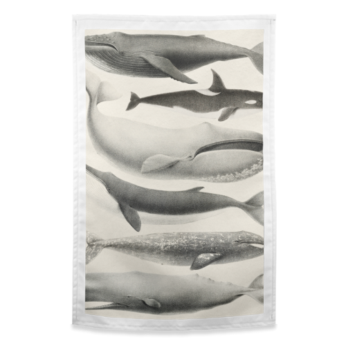 Whales Collection - funny tea towel by Gal Design