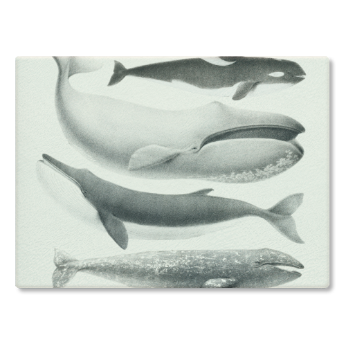 Whales Collection - glass chopping board by Gal Design