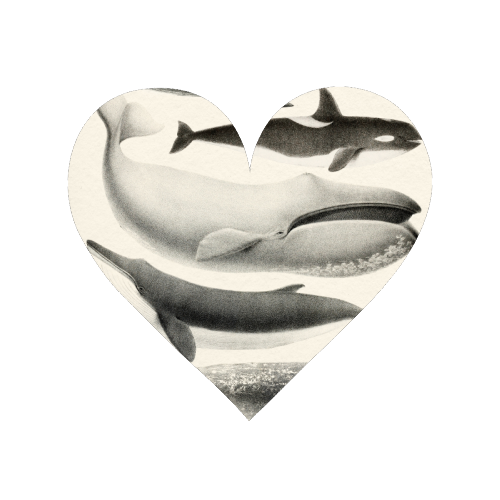 Whales Collection - Magnet by Gal Design