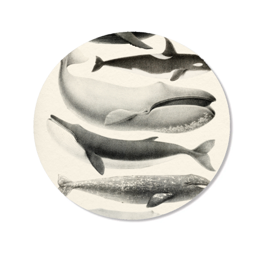 Whales Collection - Magnet by Gal Design