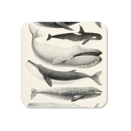 Whales Collection - Magnet by Gal Design