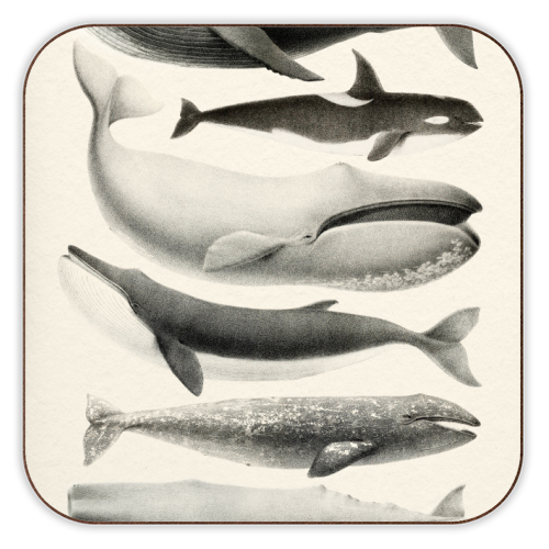Whales Collection - personalised beer coaster by Gal Design