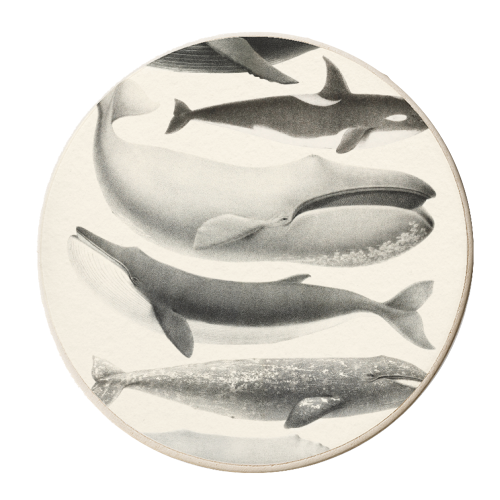 Whales Collection - personalised beer coaster by Gal Design