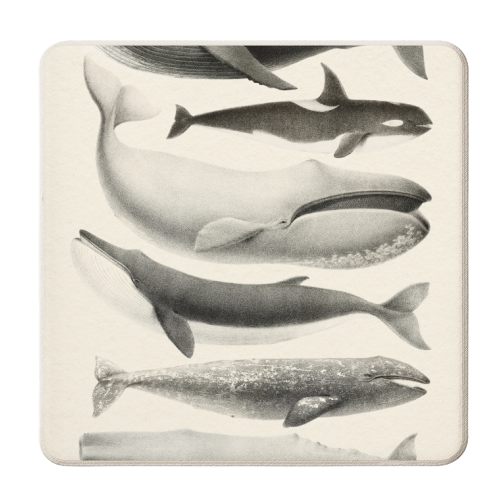Whales Collection - personalised beer coaster by Gal Design