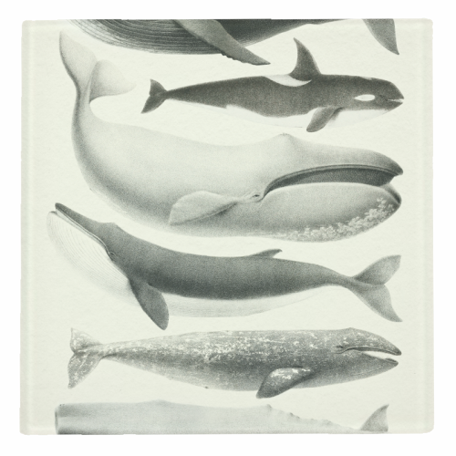 Whales Collection - personalised beer coaster by Gal Design