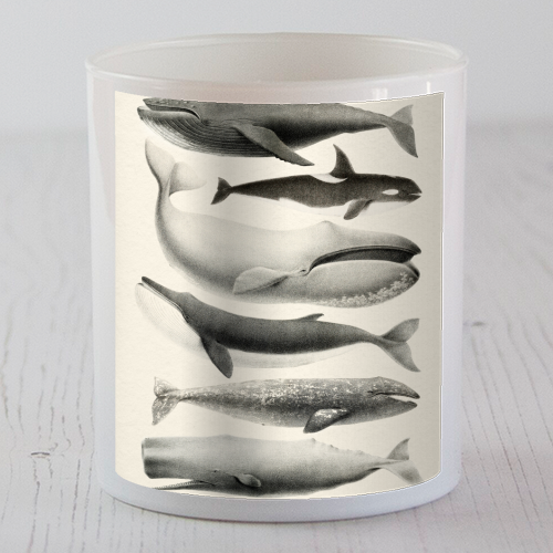 Whales Collection - scented candle by Gal Design
